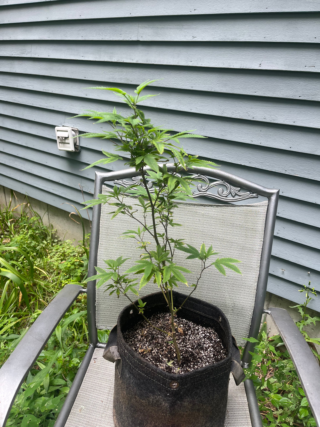 Day 68 outdoor beta- It’s getting greener!