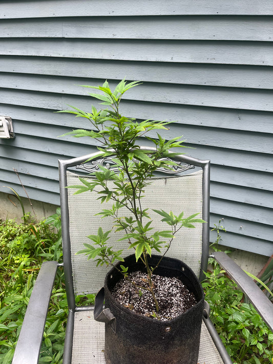 Day 69 outdoor beta- Going in the right direction