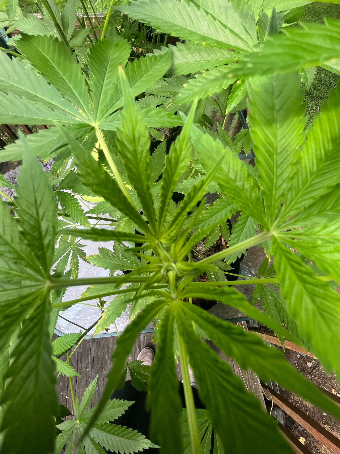 Day 70 outdoor alpha- Pistil!!