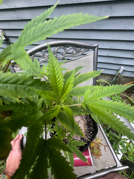 Day 70 outdoor beta- Pistils & The Beginning of Buds!