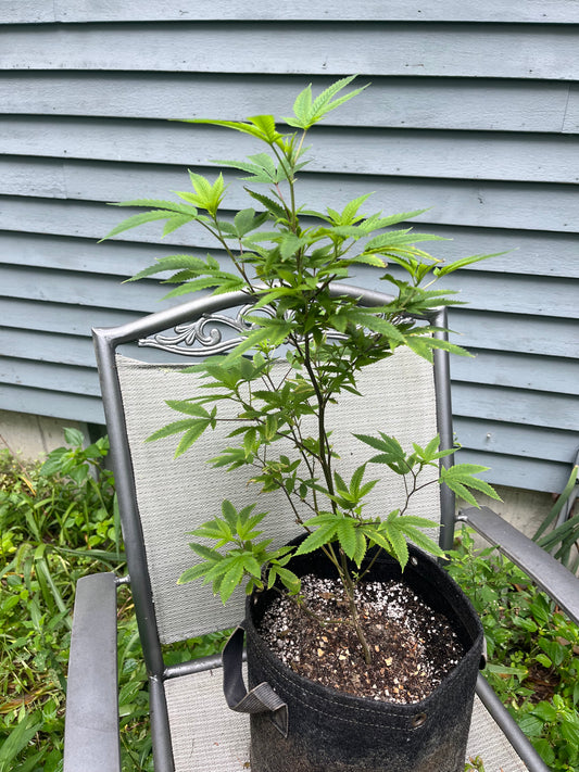 Day 71 outdoor beta- Look at how GREEN it is