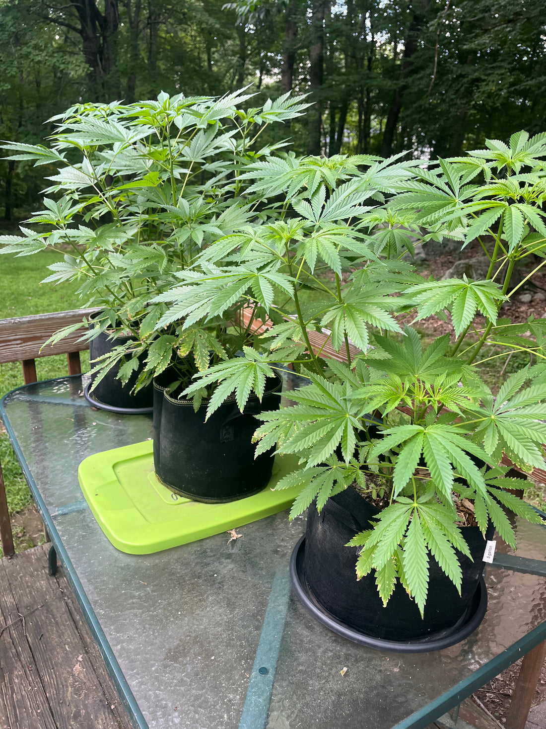 Day 72 outdoor alpha- Stinky plants