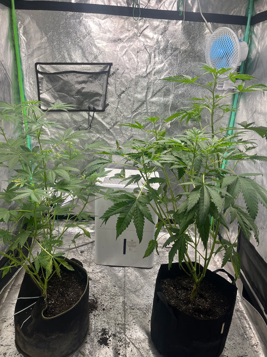 Day 72 indoor- Add soil & water and call me in the morning