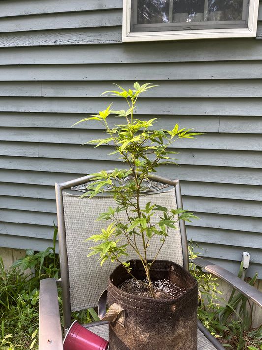 Day 74 outdoor beta- New green growth