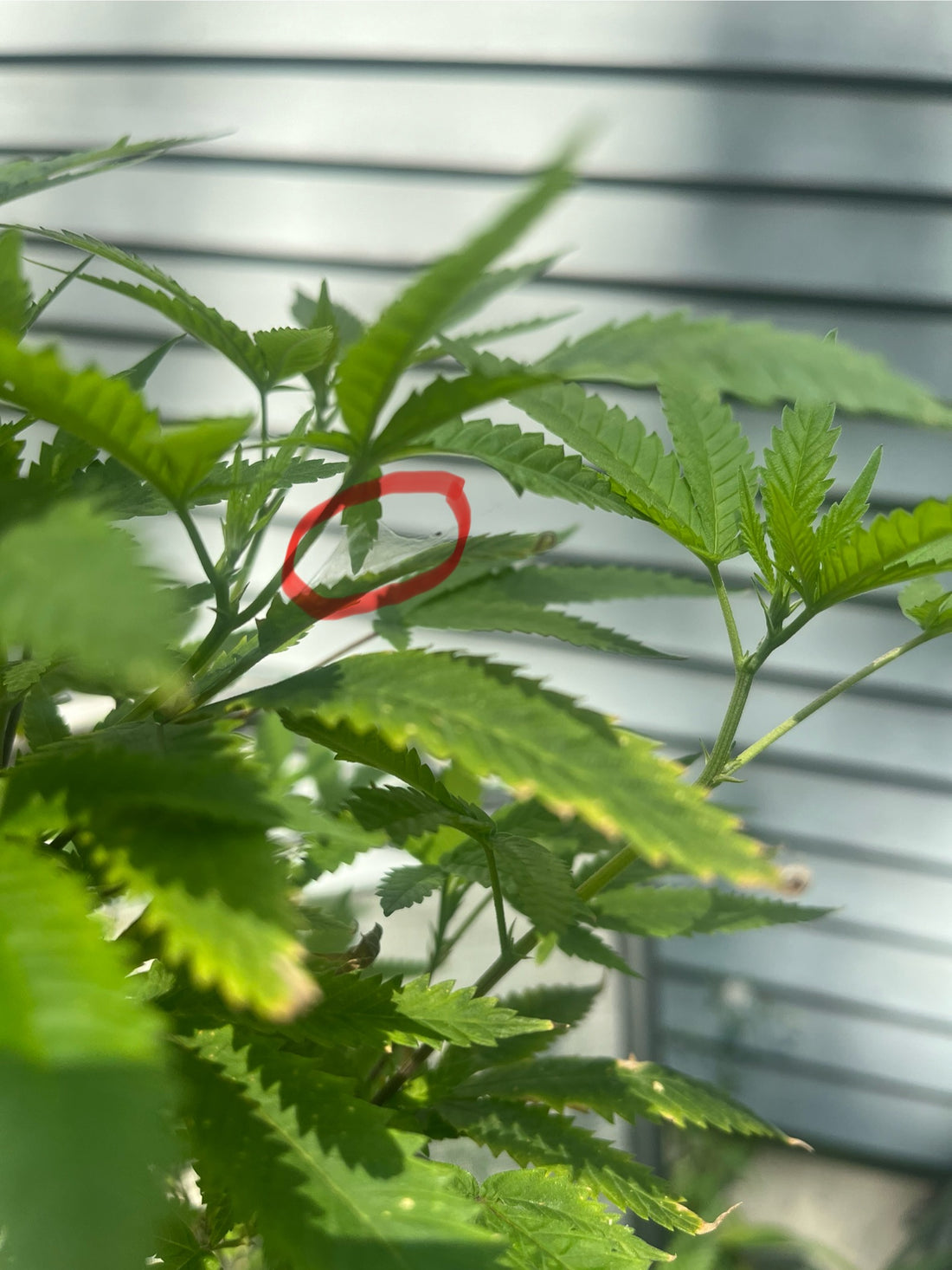 Day 76 outdoor beta- Spider mite!