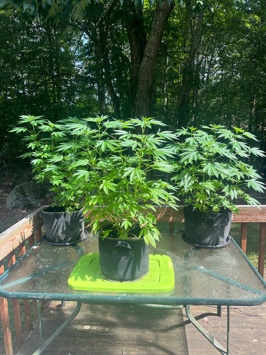 Day 77 outdoor alpha- Doubling in size