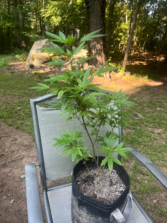 Day 78 outdoor beta- Getting close to bud sites