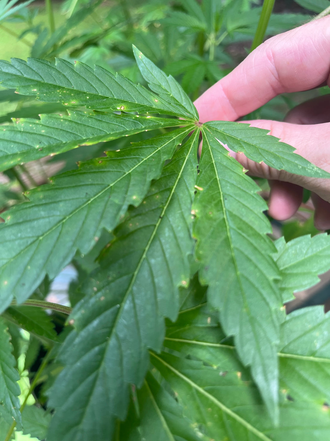 Day 79 outdoor alpha- Spider mite prevention