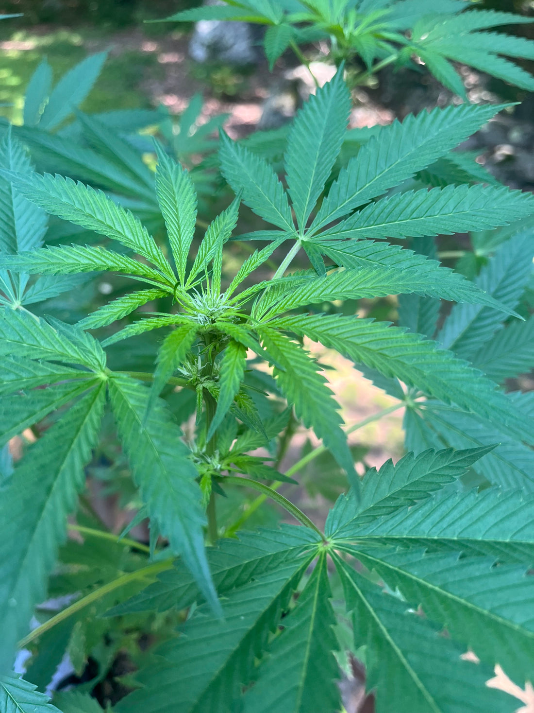 Day 80 outdoor alpha- Buds emerge