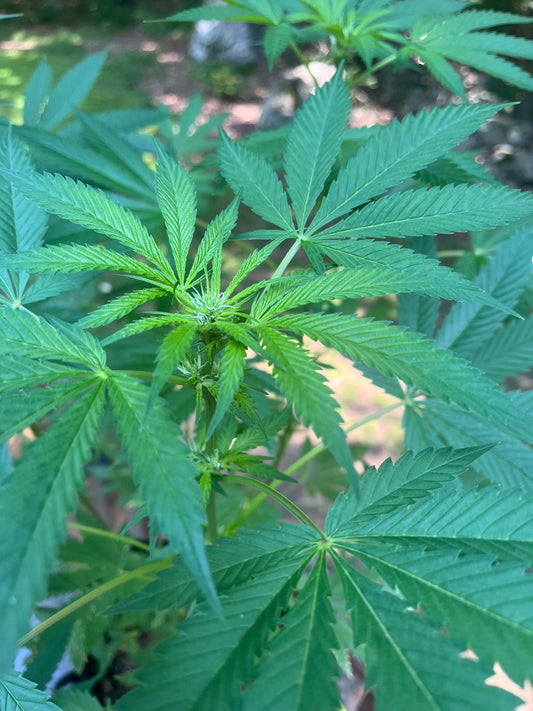 Day 80 outdoor alpha- Buds emerge