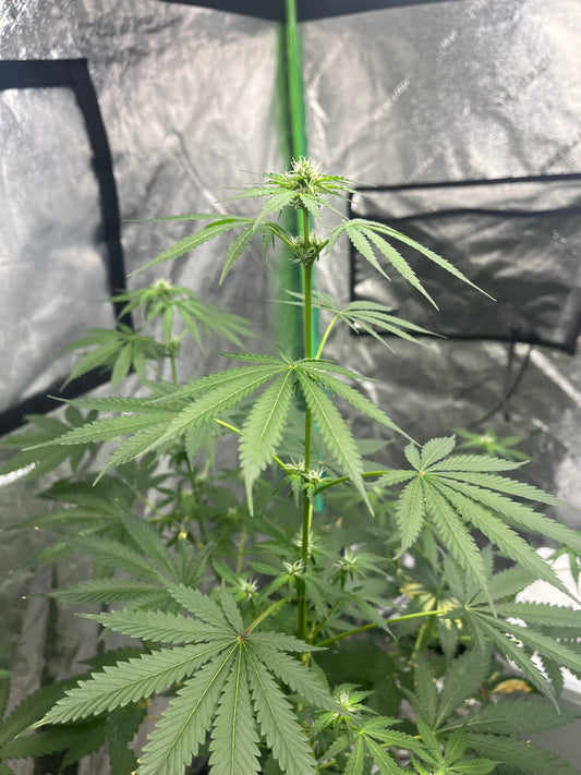 Day 81 indoor- Buds down the stalk