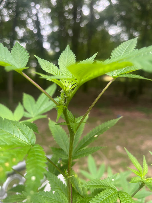 Day 82 outdoor beta- Come little bud come little bud come