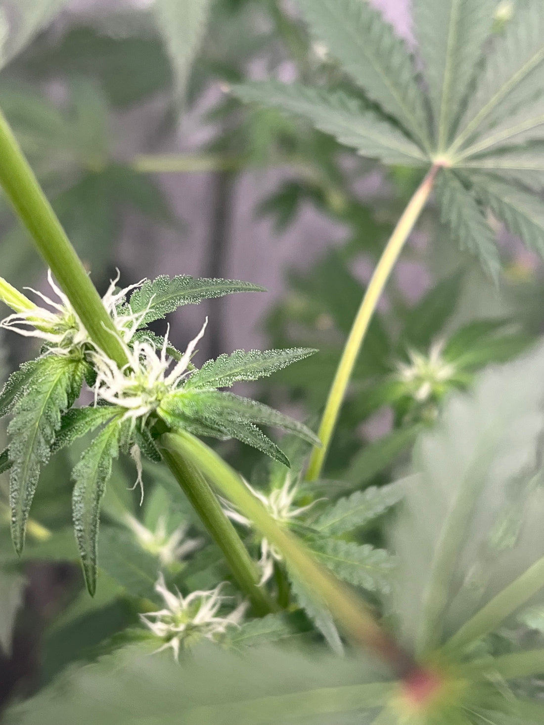 Day 82 indoor- Sugar leaves