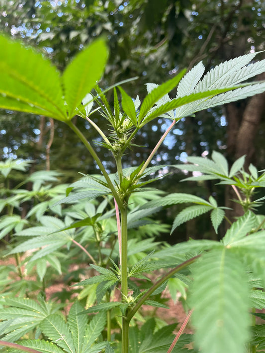 Day 84 outdoor alpha- The bud grows in the sky