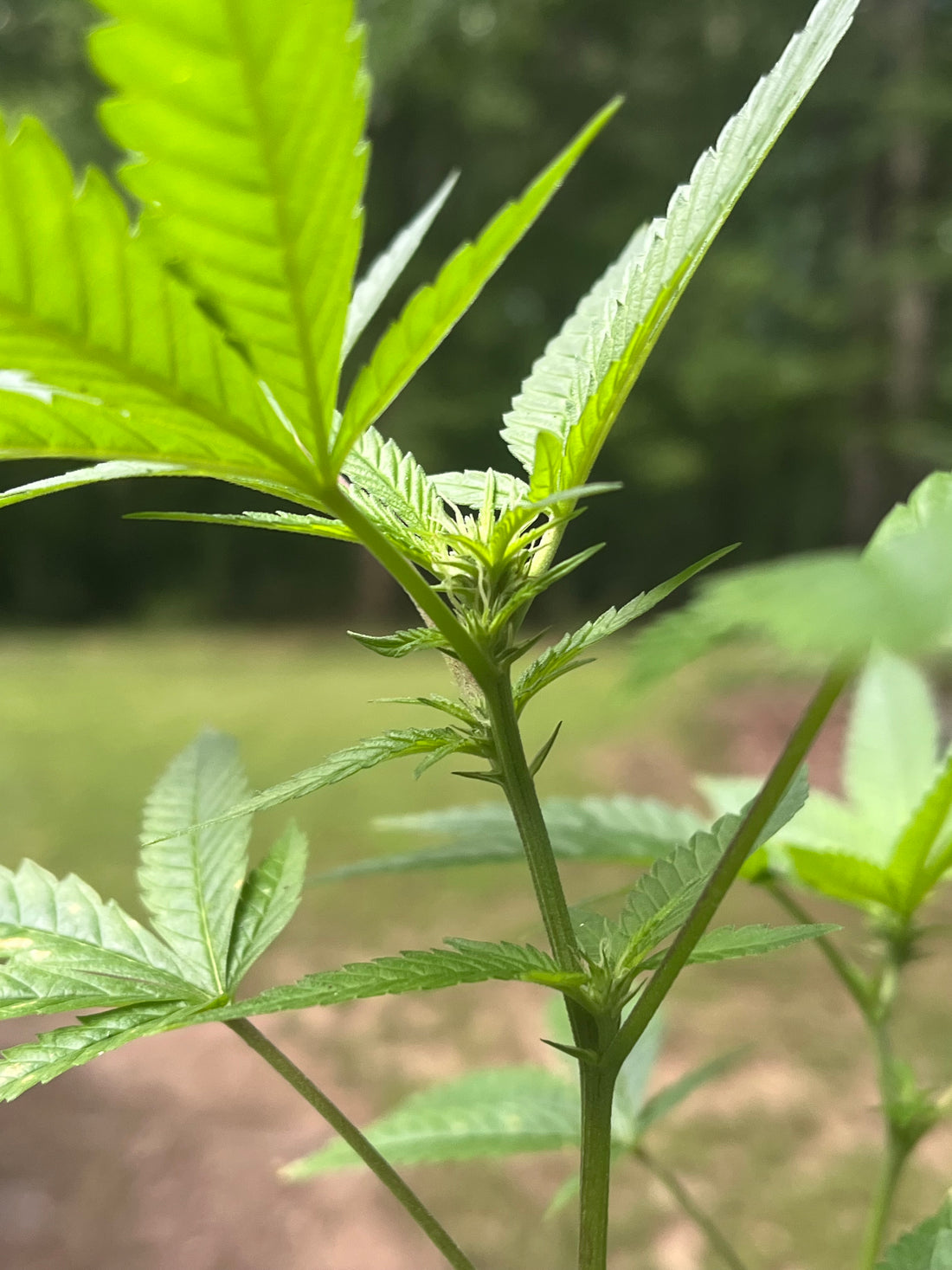 Day 84 outdoor beta- Watch the bud grow