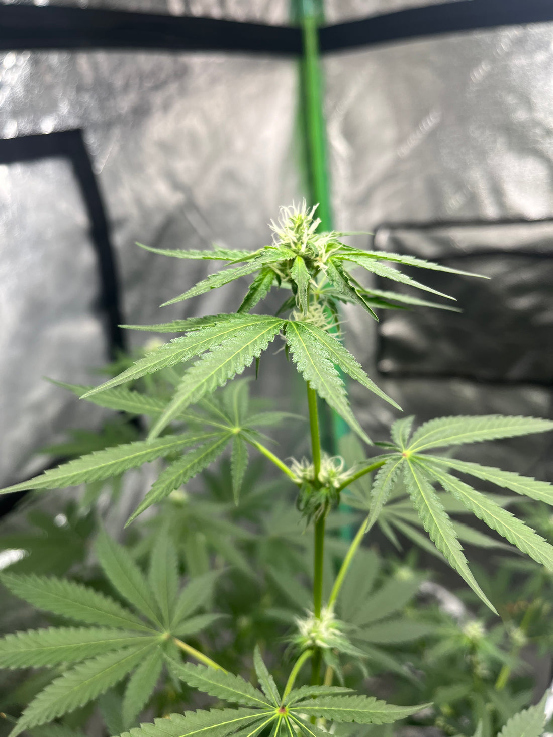 Day 84 indoor- Watch the bud grow