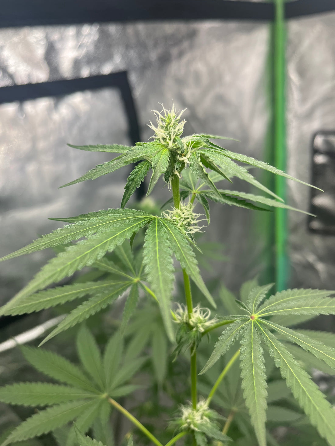 Day 85 indoor- Watch the bud