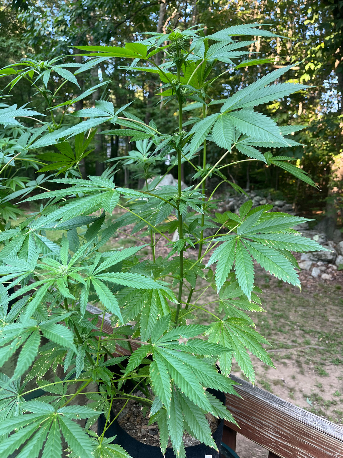 Day 86 outdoor alpha- Big stalk of buds