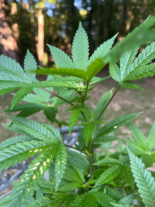 Day 86 outdoor beta- Bud for comparison