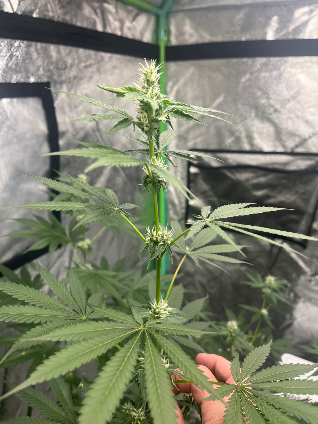 Day 88 indoor- Picture for reference