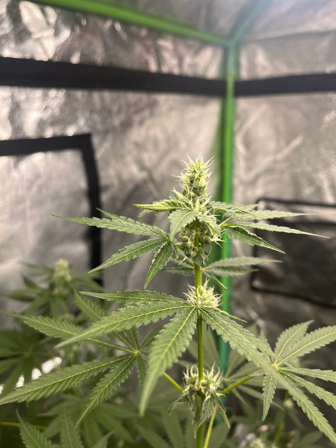 Day 90 indoor- Picture for comparison