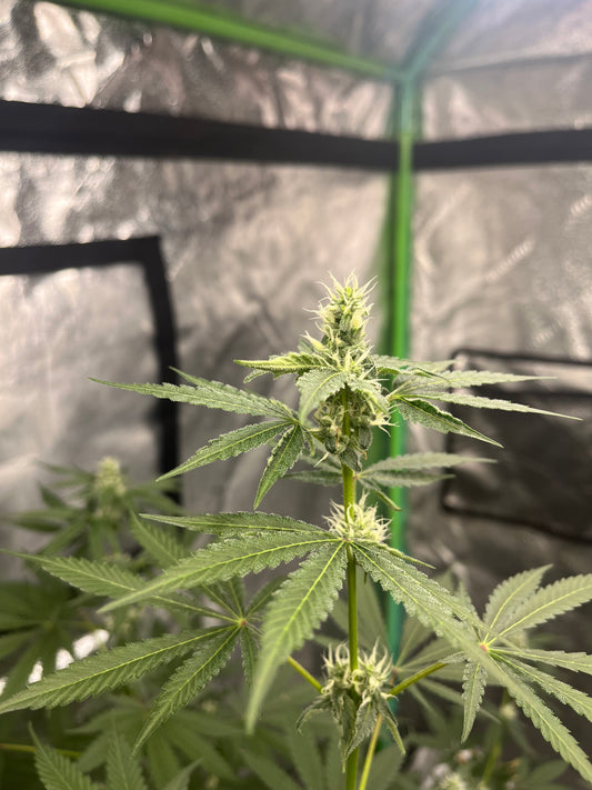 Day 90 indoor- Picture for comparison