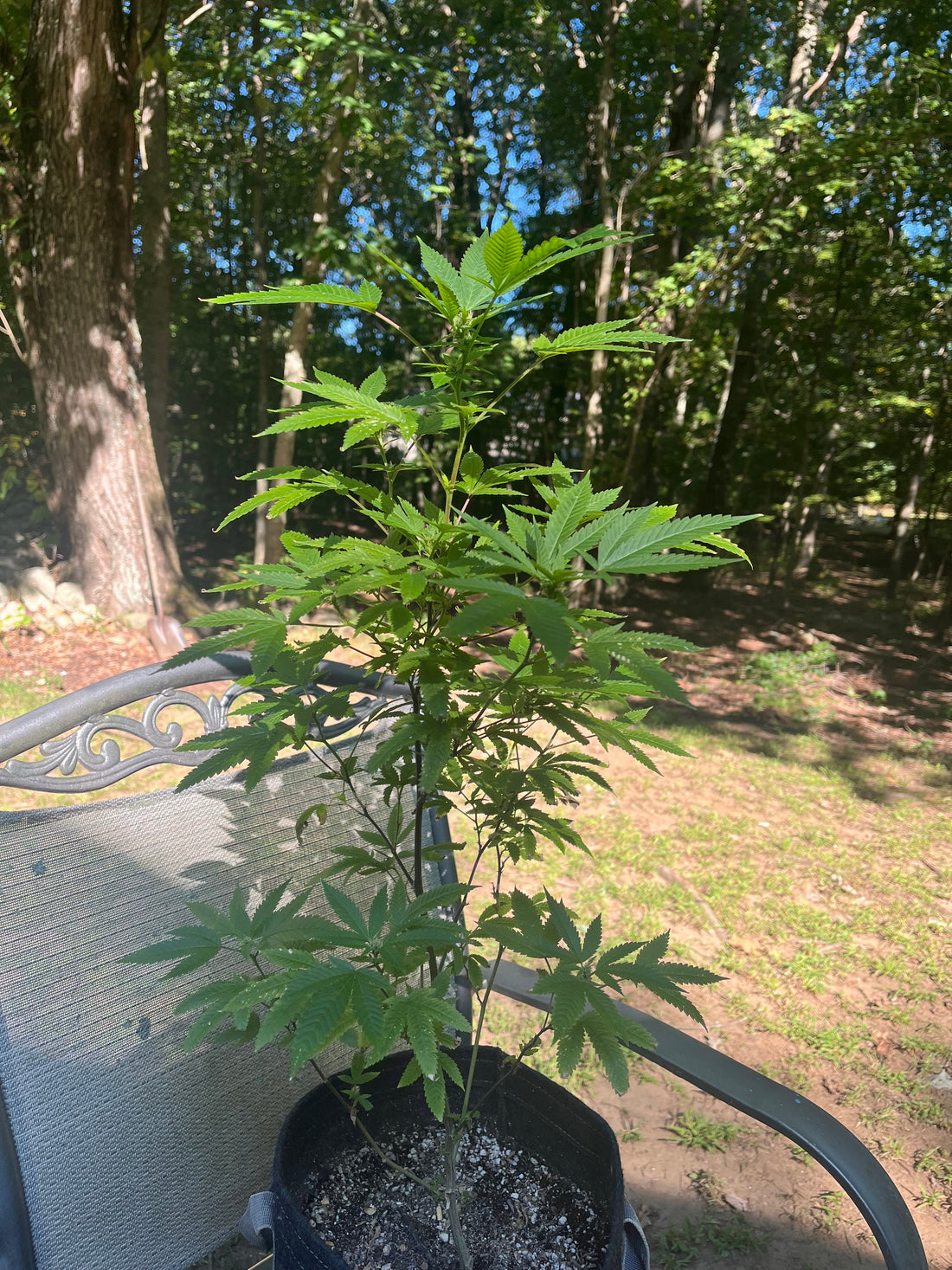 Day 92 outdoor beta- Still pluggin away