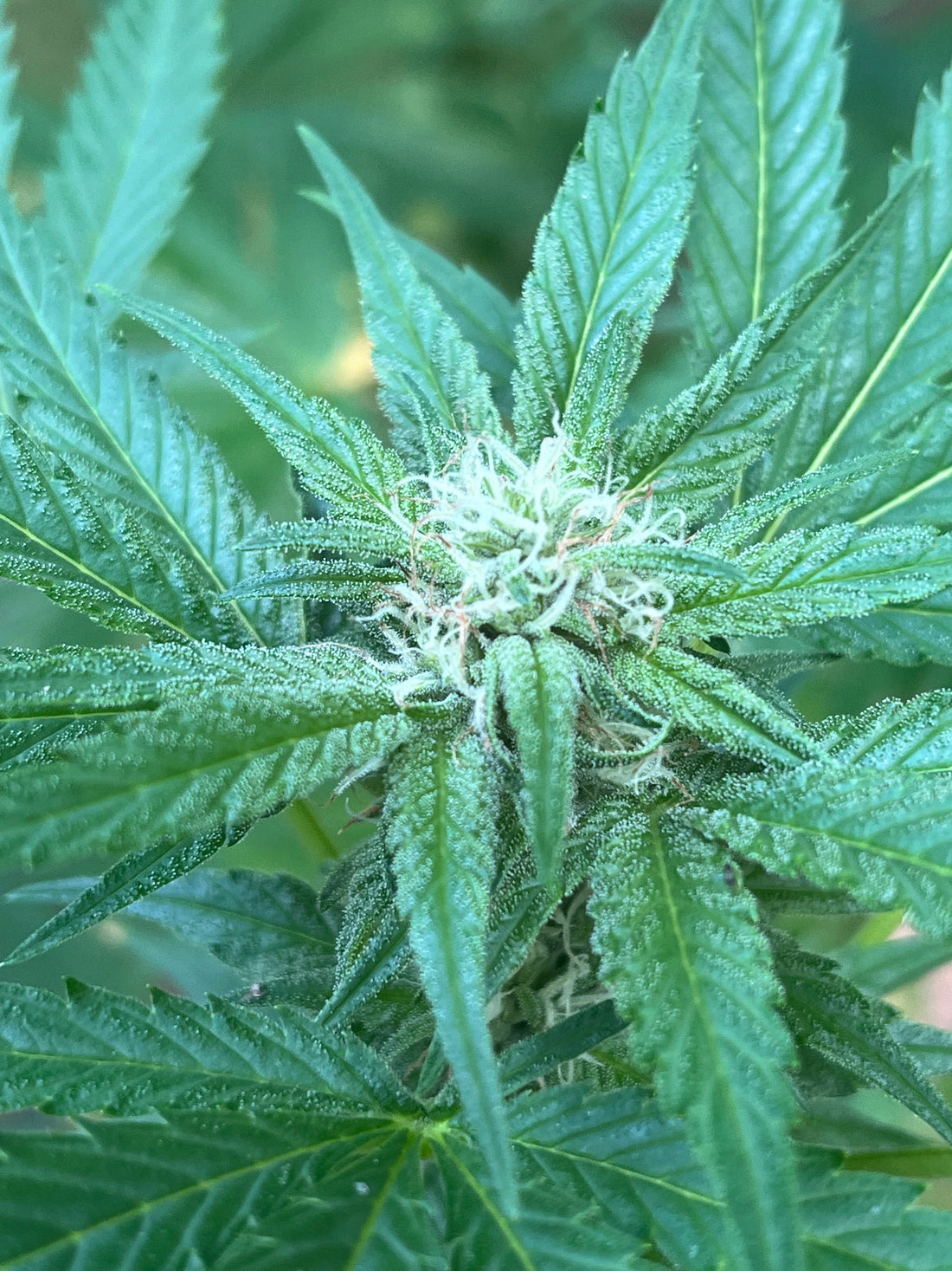 Day 93 outdoor alpha- TRICHOMES!!