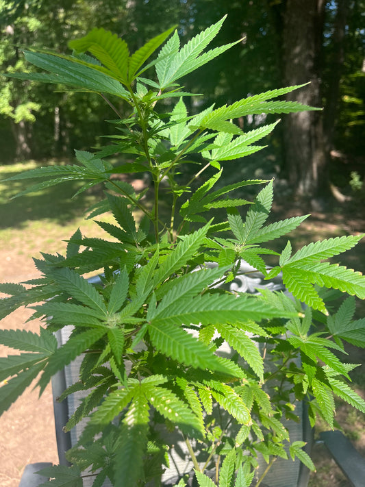 Day 94 outdoor beta- Picture for reference