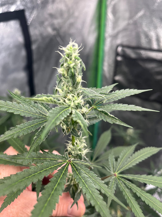 Day 94 indoor- Bud for reference