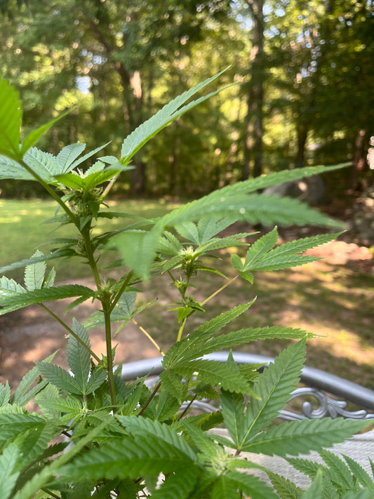 Day 95 outdoor beta- Buds are growing