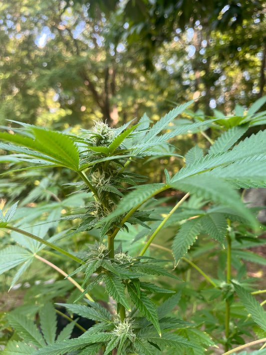 Day 95 outdoor alpha- Picture for reference