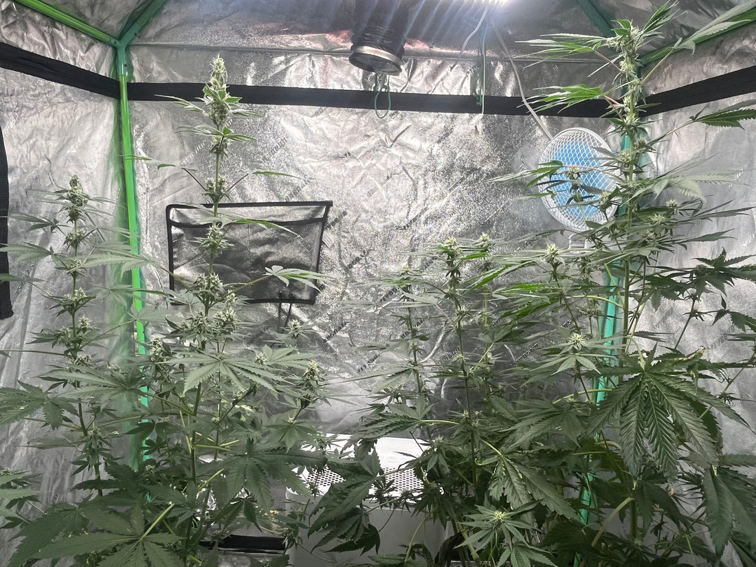 Day 96 indoor- Photo for reference