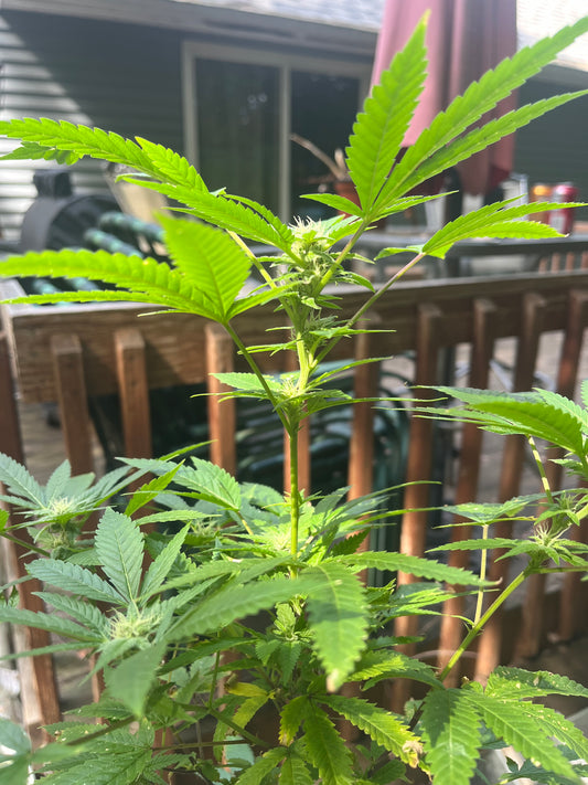 Day 99 outdoor beta- The bud grows