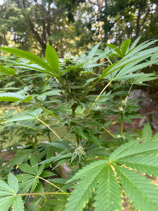 Day 99 outdoor alpha- Huge bud