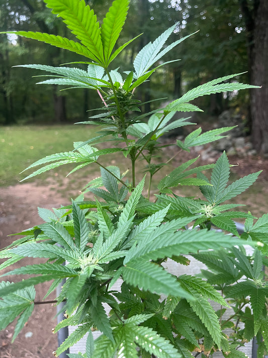 Day 100 outdoor beta- Bud for comparison