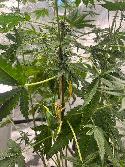 Day 100 indoor- Broken stem