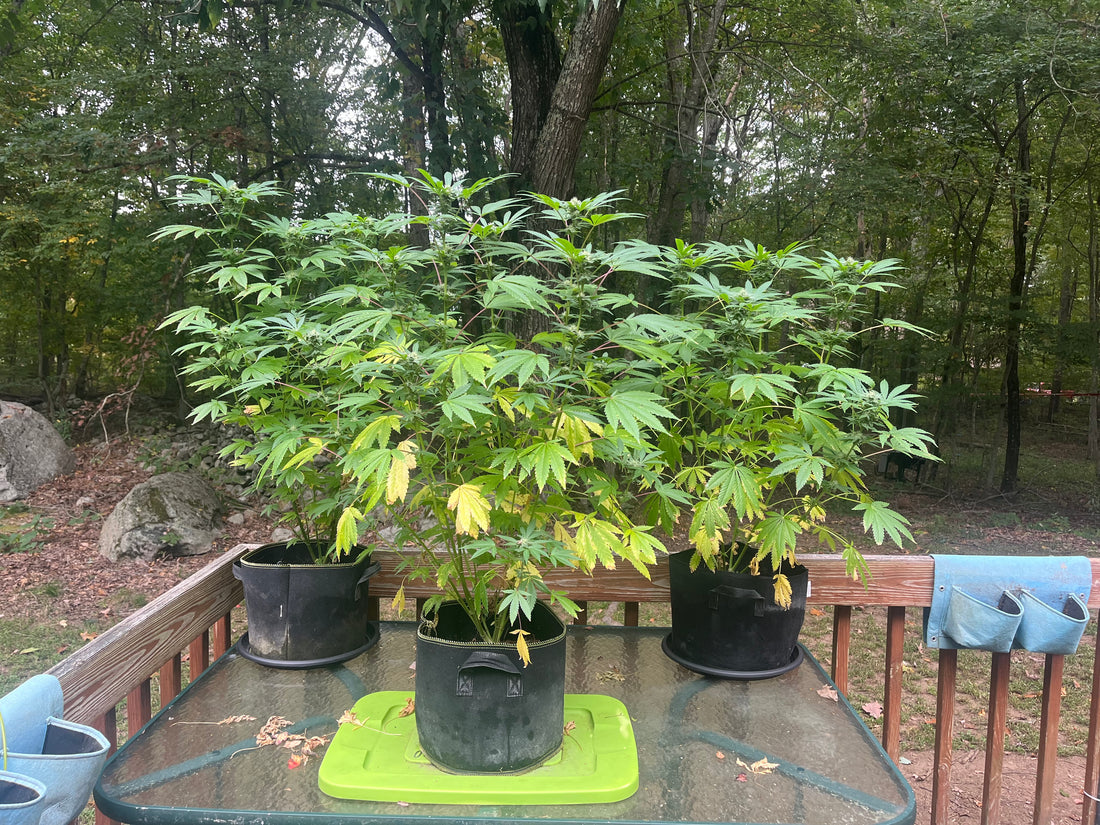 Day 102 outdoor alpha- Continued yellowing