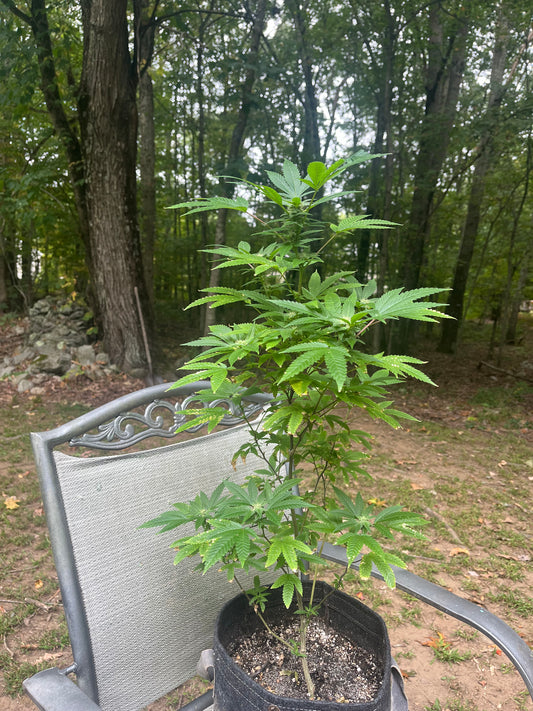 Day 102 outdoor beta- Photo for reference