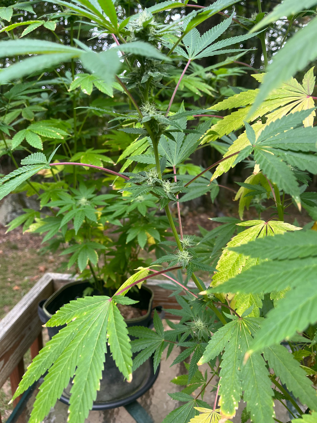 Day 104 outdoor alpha- Purple stems