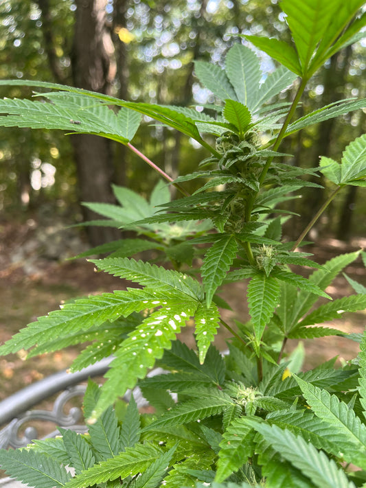 Day 104 outdoor beta- Nice Little Bud Forming