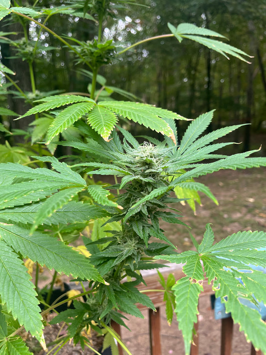 Day 105 outdoor alpha- Check out this bud