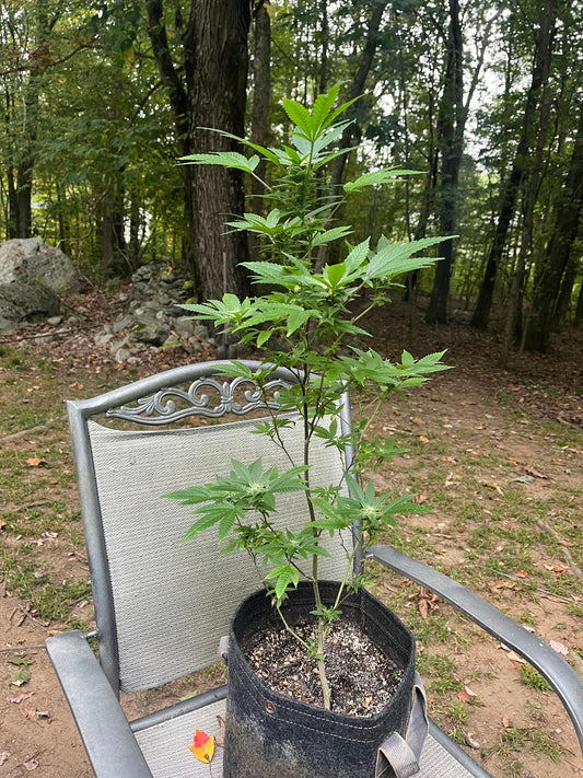 Day 107 outdoor beta- Picture for reference