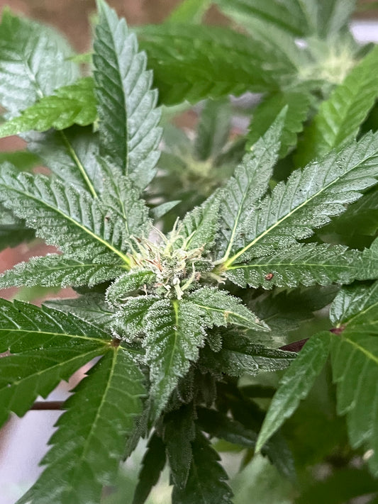 Day 108 outdoor beta- Picture for reference