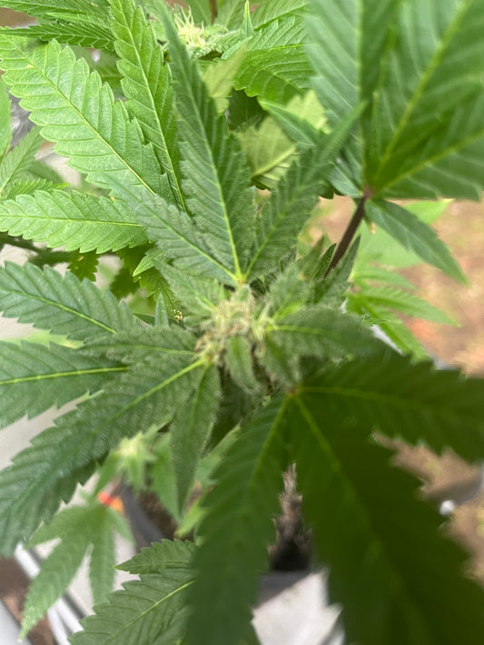 Day 109 outdoor beta- Check out the orange hairs forming