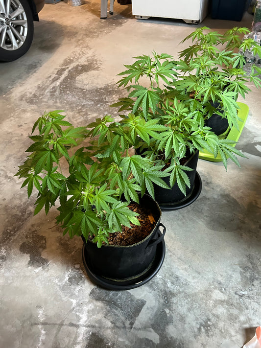 Day 58 outdoor- Into the garage!