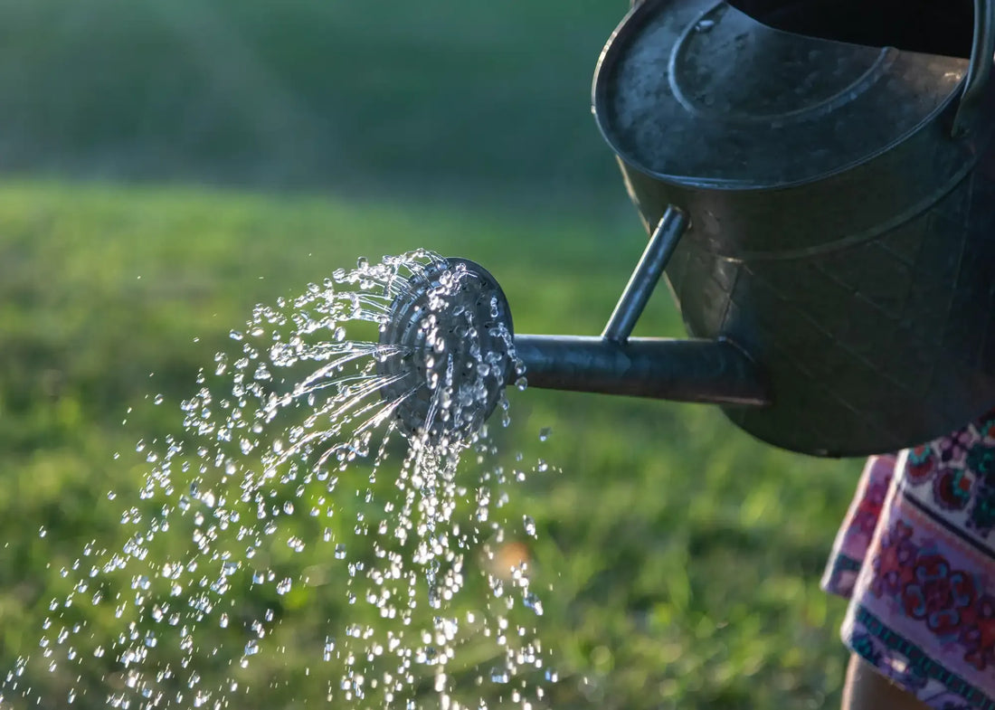 How often to water your plants