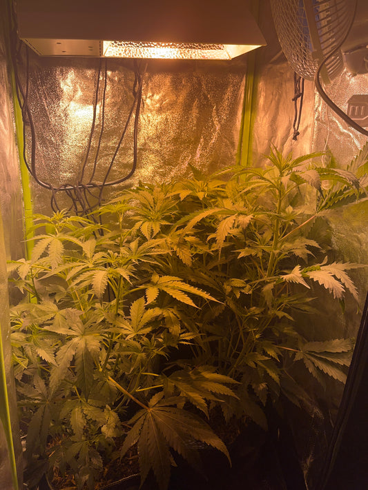 Day 53 indoor- Time to turn the plants